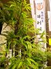 保利以